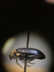 Disonycha triangularis