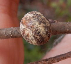 Allokermes galliformis