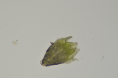 Gemmabryum