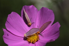 Chrysoecia thoracica