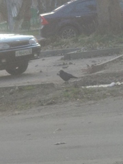 Corvus frugilegus