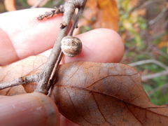 Allokermes galliformis