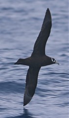 Procellaria conspicillata