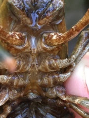 Faxonius erichsonianus