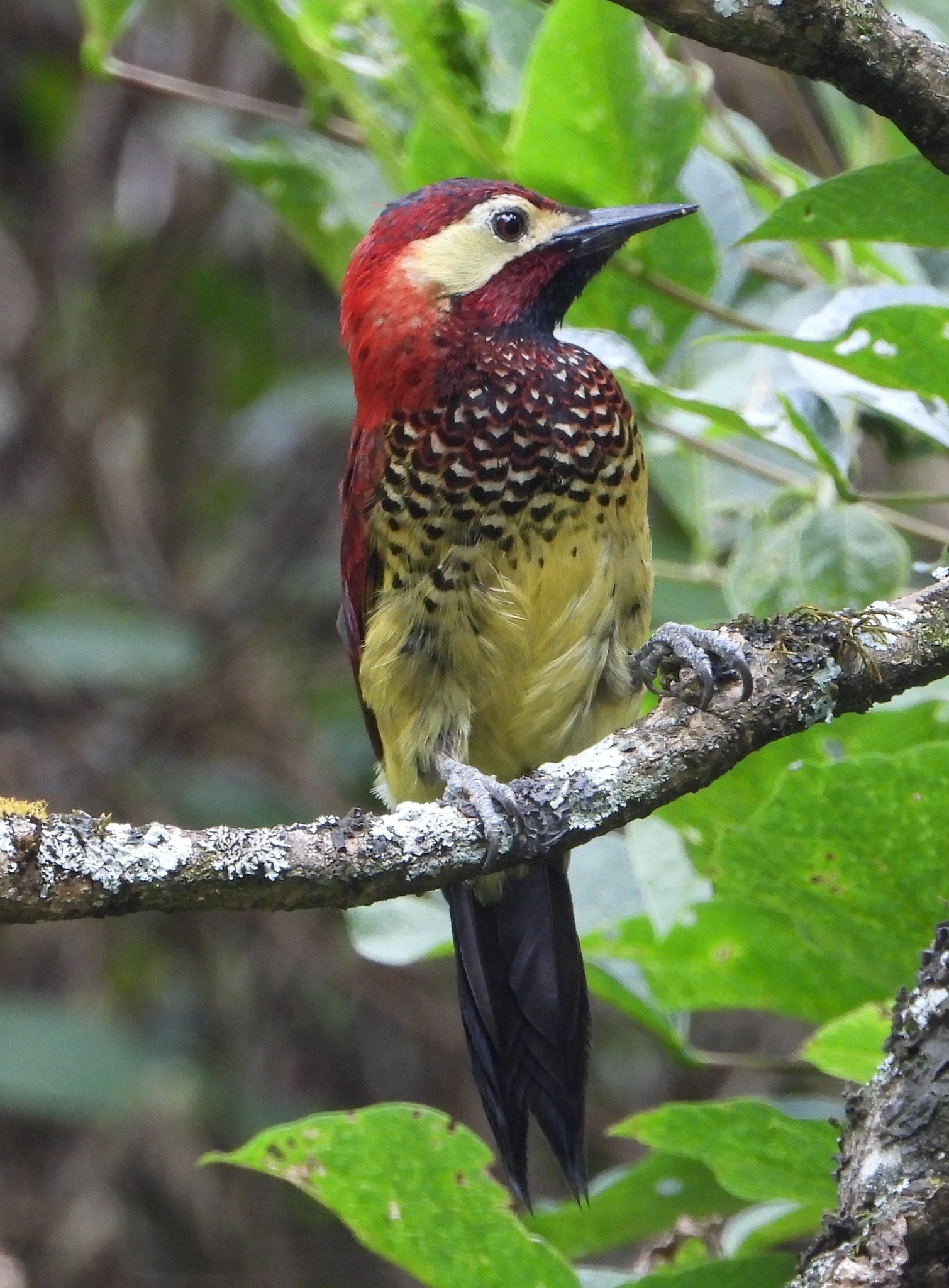 Colaptes rivolii image