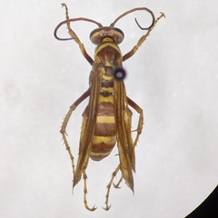 Poecilopompilus interruptus interruptus