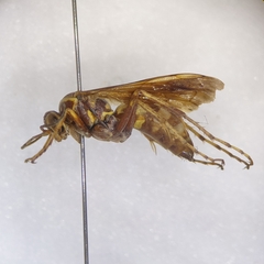 Poecilopompilus interruptus interruptus