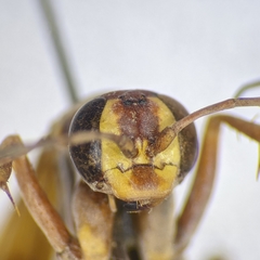 Poecilopompilus interruptus interruptus