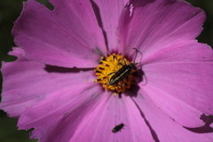 Ochraethes brevicornis