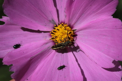 Ochraethes brevicornis