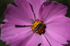 Ochraethes brevicornis