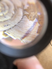 Helminthoglypta uvasana