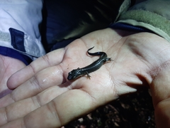 Lissotriton maltzani