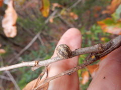 Allokermes galliformis