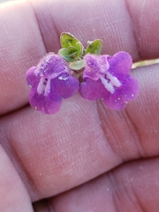 Scutellaria wrightii
