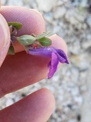 Scutellaria wrightii