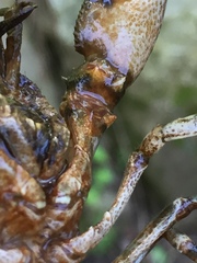 Faxonius erichsonianus