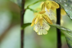 Epidendrum wallisii image