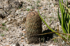 Echinomastus durangensis