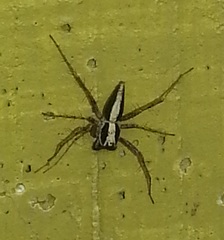 Oxyopes tridens