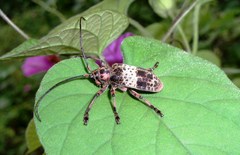 Ceroplesis adusta