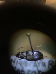 Bembidion confusum
