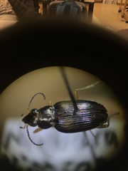 Bembidion confusum