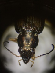 Bembidion confusum