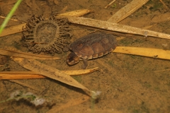 Kinosternon scorpioides image