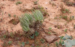 Tylecodon wallichii ecklonianus