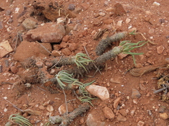Tylecodon wallichii ecklonianus