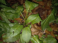 Rumex obtusifolius