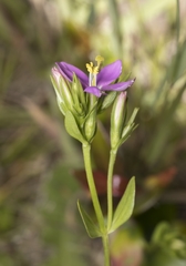 Centaurium cachanlahuen