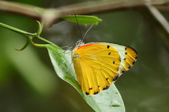 Belenois thysa thysa
