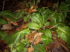 Rumex obtusifolius