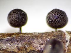 Lamproderma maculatum