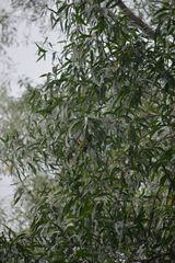 Acacia auriculiformis