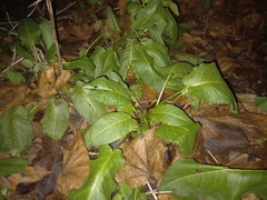 Rumex obtusifolius