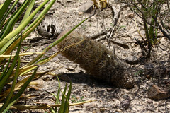 Echinomastus durangensis