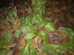 Rumex obtusifolius