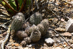 Coryphantha durangensis