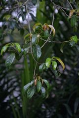 Elaeocarpus petiolatus