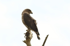 Circaetus fasciolatus
