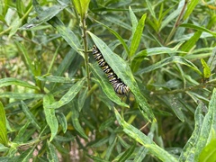 Danaus plexippus