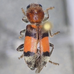Enoclerus coccineus