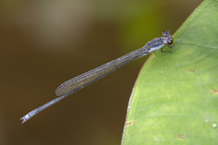 Pseudagrion pruinosum