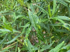 Danaus plexippus