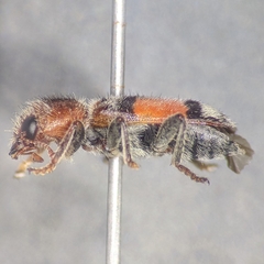 Enoclerus coccineus