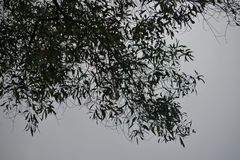 Acacia auriculiformis