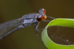 Pseudagrion pruinosum
